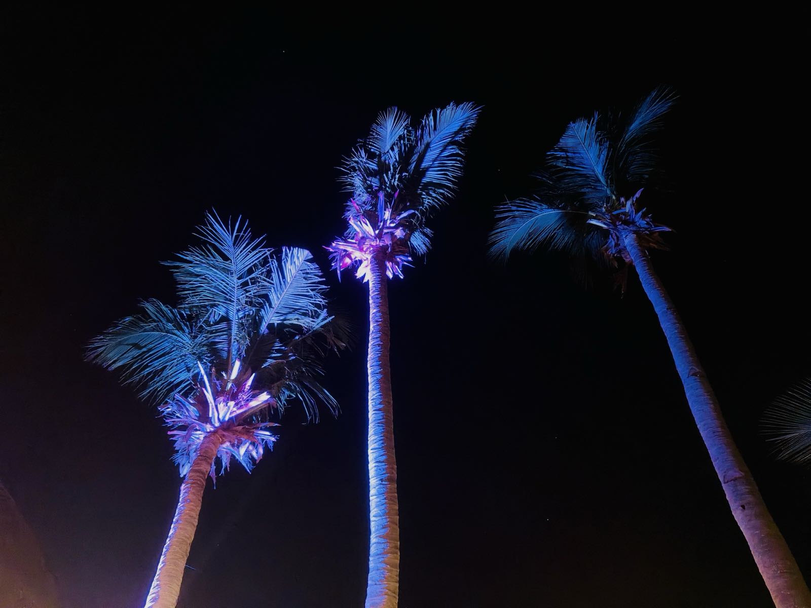 The Rhythm Deck lit up at night with palm trees and blue-purple ambient lighting